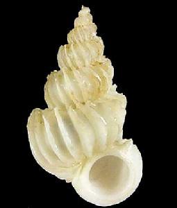 麦哲伦海蛳螺 (动物)