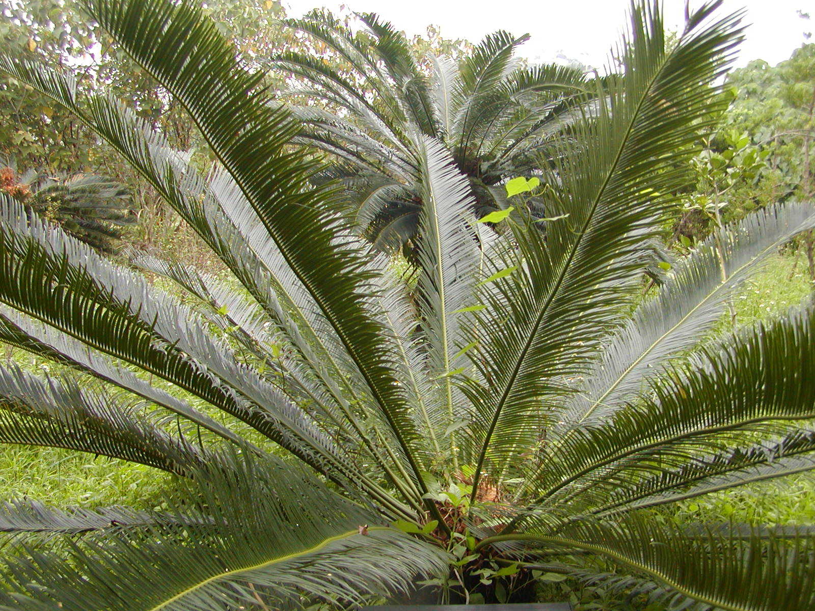 台东苏铁(植物)