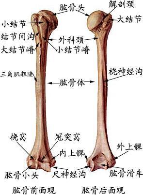 肱骨尺骨桡骨解剖图图片