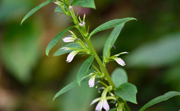 线萼山梗菜 (植物)