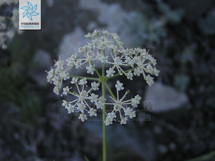 双球芹(植物)