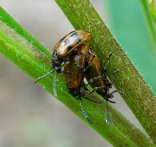 枸杞负泥虫 (其他生物相关)