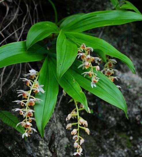 禾叶毛兰(植物)