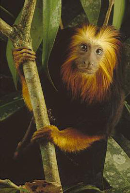 皇帝绢毛猴 (动物)