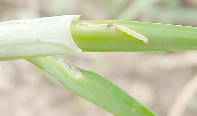 钻心虫(其他生物相关)