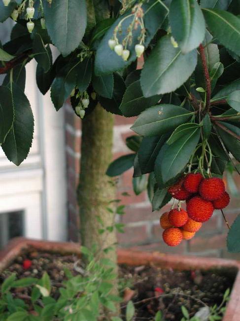 草莓树(植物)_技点百科_技点网(植物)