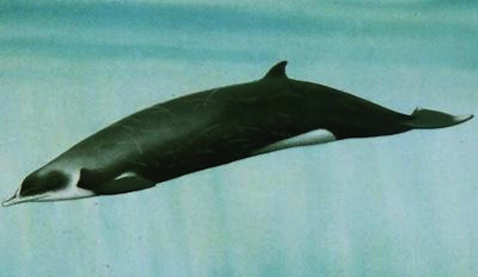 朗氏中喙鲸图片