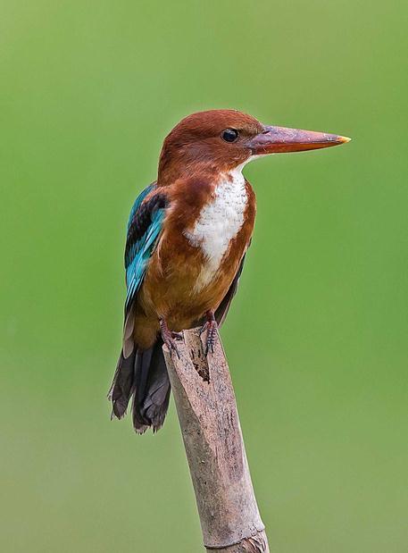 白胸翡翠(动物)