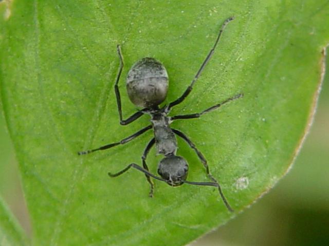 亮胸大头蚁动物