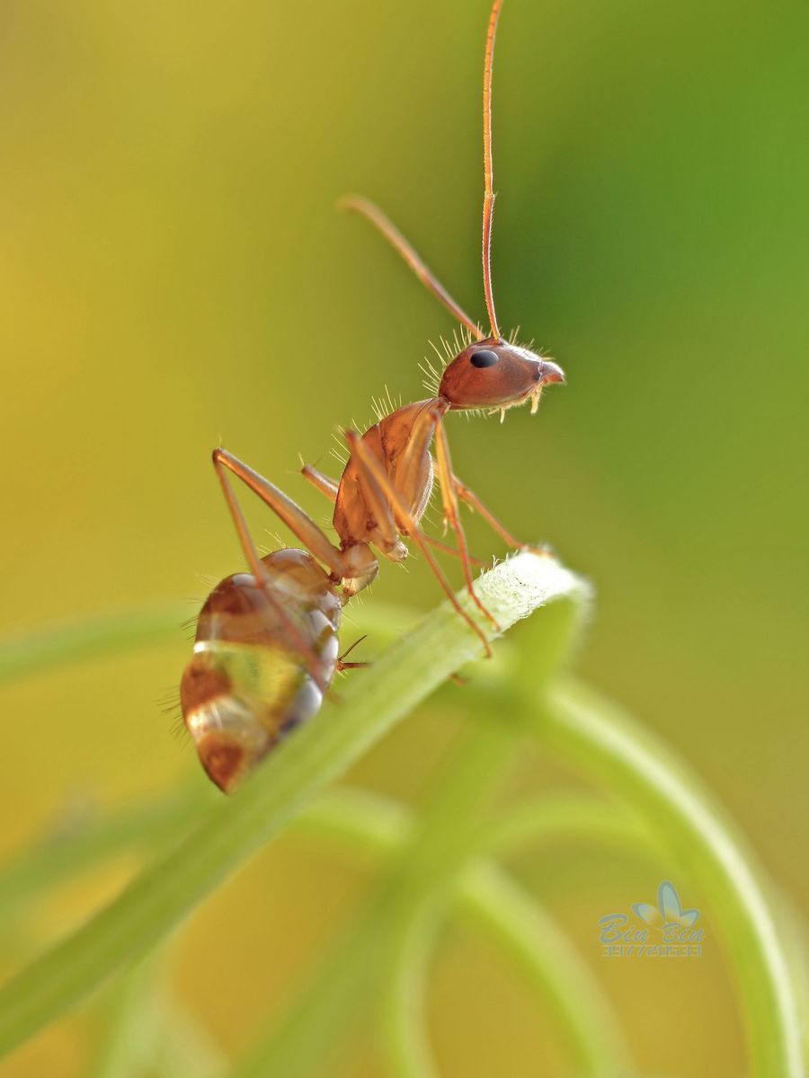 长角捷蚁(动物)