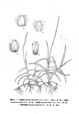 禾本科,蜈蚣草属多年生草本.