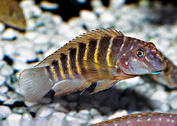 砂栖桨鳍丽鱼(动物)砂栖桨鳍丽鱼,copadichromisthi