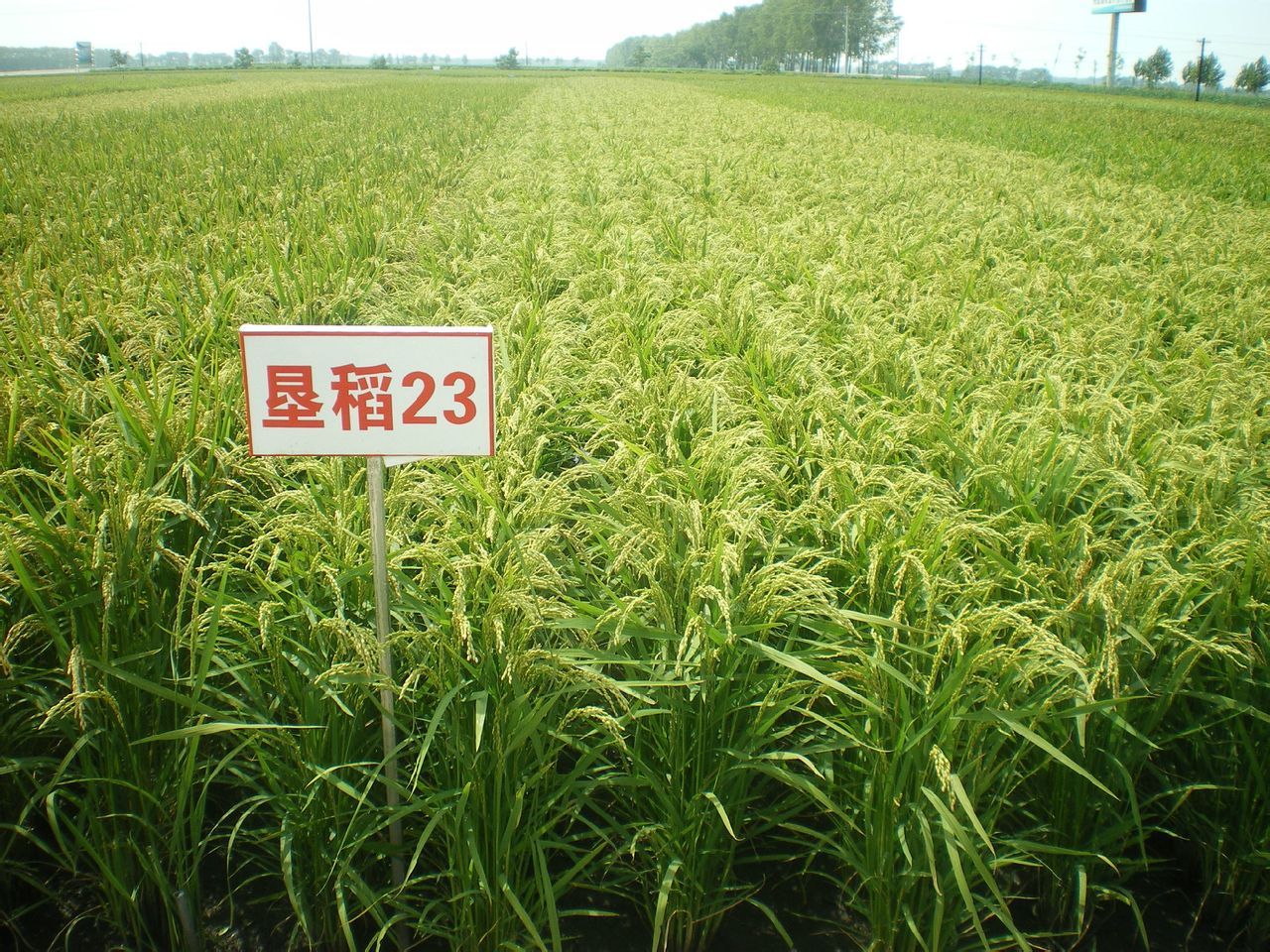 水稻品种垦研831图片