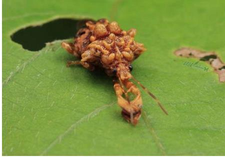 不丹瘤蝽(动物)不丹瘤蝽,学名cazira bhoutanica s