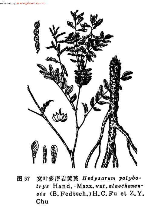 宽叶多序岩黄芪(植物)