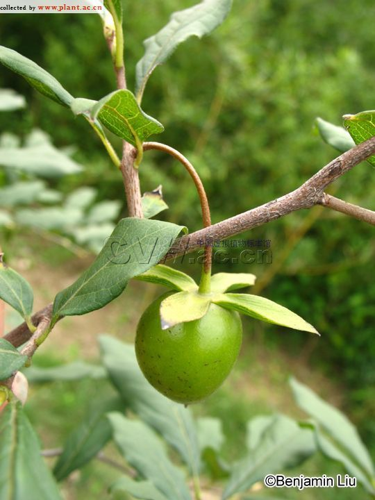 柿属(其他生物相关)