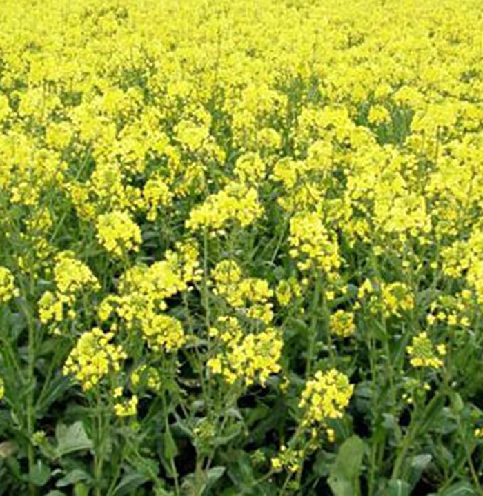 (中油821/双低油菜品系84004)//中双4号变异株系选育而成的油菜品种