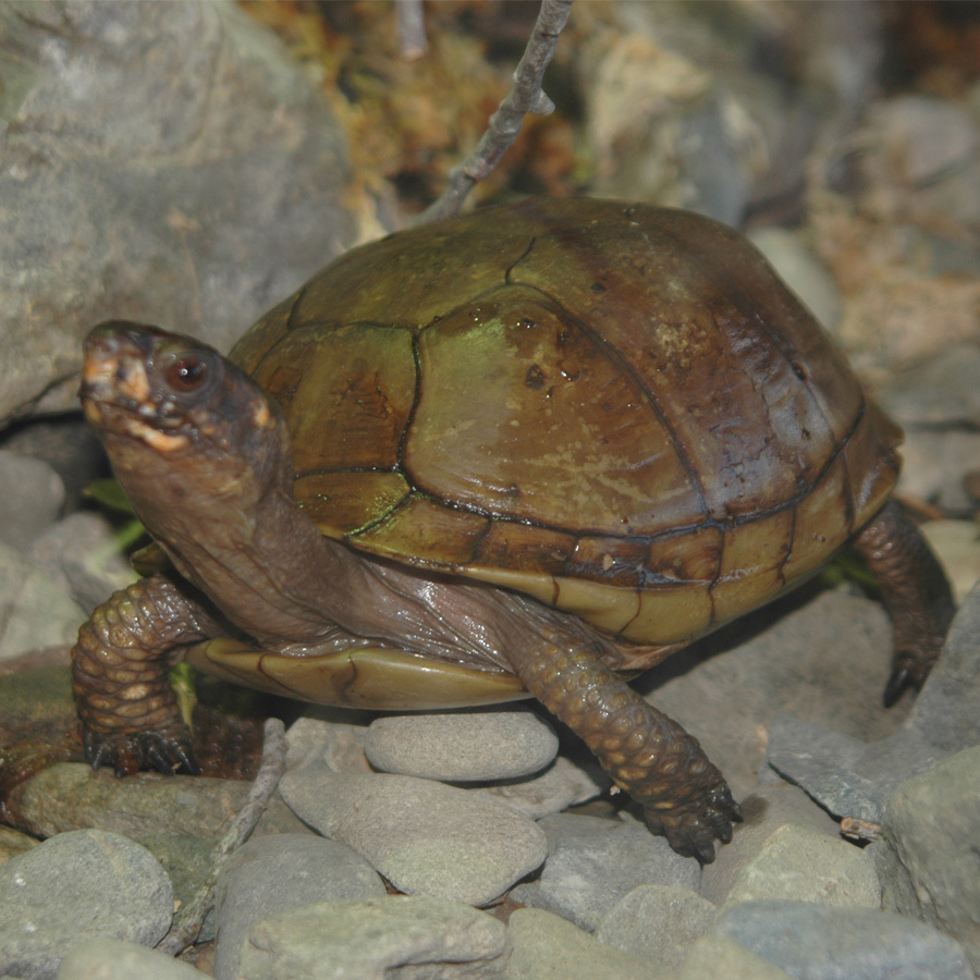 三趾箱龟 (动物)