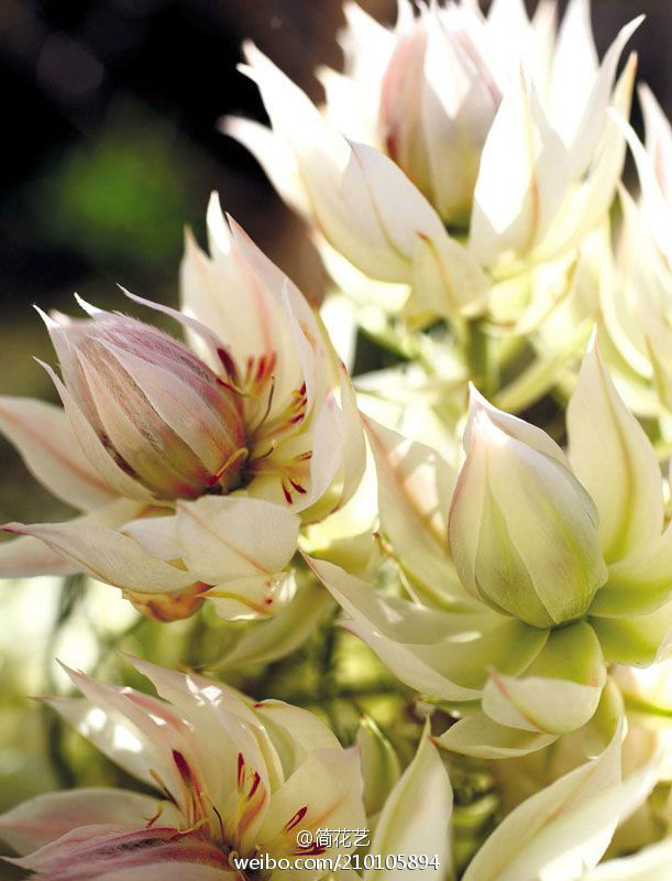 新娘花(其他)新娘花,serruria florida,是一种山龙眼科植物.