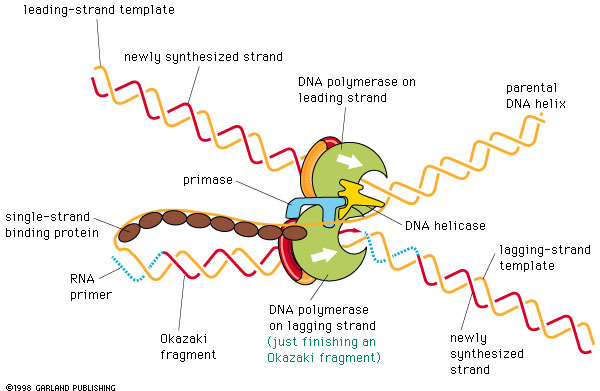 复制叉分子生物学生物化学