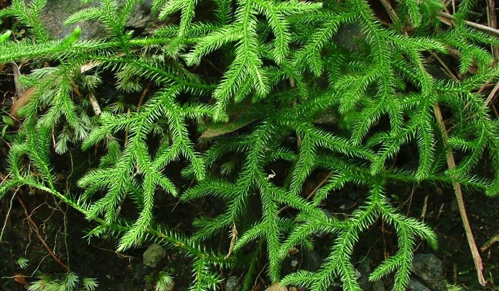 伸筋草提取物(其他化学工程相关)_技点百科_技点网(其他化学工程相关)