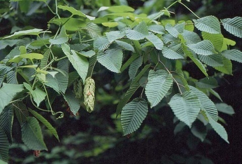多脉鹅耳枥原变种植物