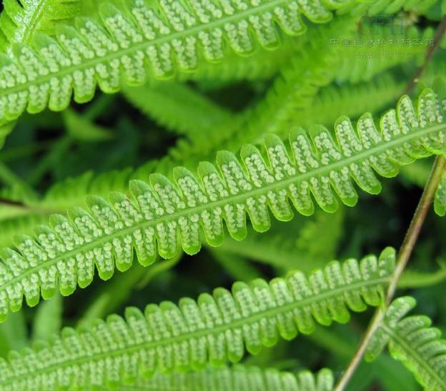 光脚金星蕨(原变种(植物)