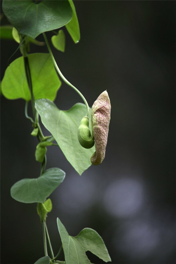 马兜铃(植物)