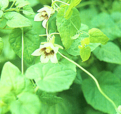 川党参(植物)_技点知识_技点网(植物)