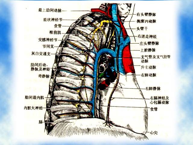 肺根出入肺門的結構(主支氣管,肺動脈,肺靜脈,支氣管動