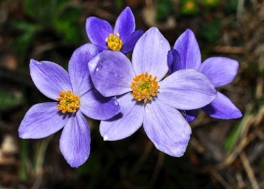 展毛银莲花其他生物相关