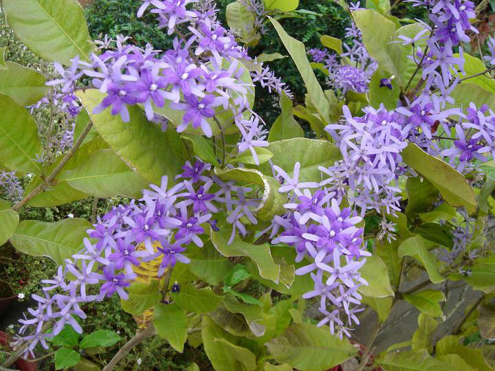 蘭花藤(植物)_技點百科