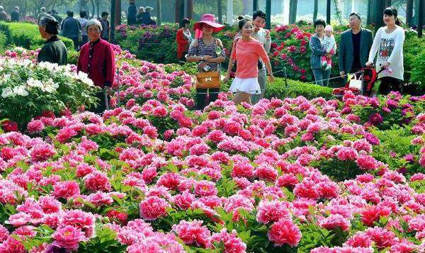 菏泽国际牡丹花会(称谓)