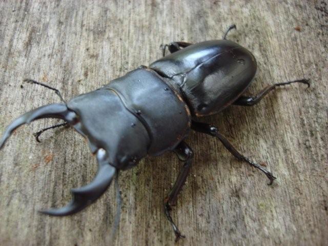 细角大锹形虫(动物)_技点百科_技点网(动物)