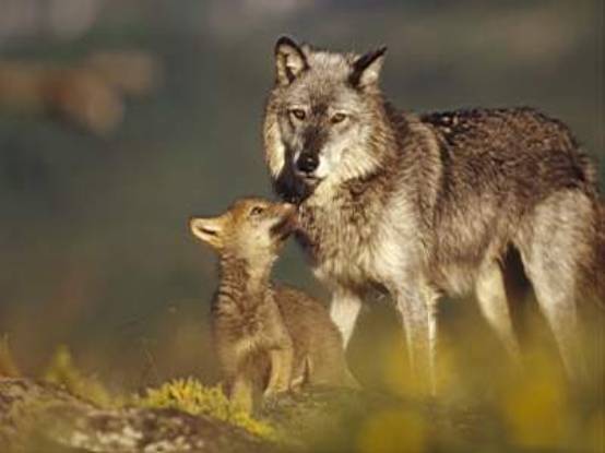 山地郊狼(学名:canis latrans lestes)是犬科犬属的一种,与灰狼是近亲