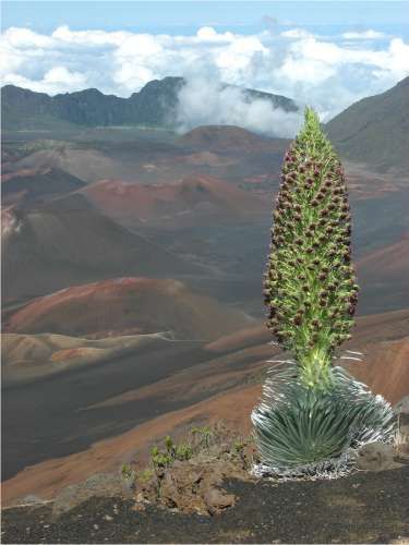 银箭草其他生物相关
