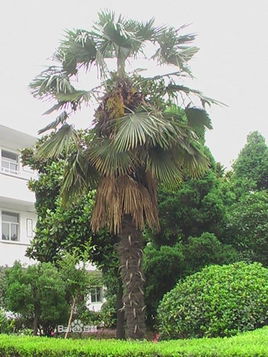 山棕榈(其他生物相关)