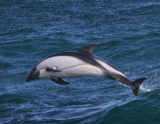 花斑原海豚图片
