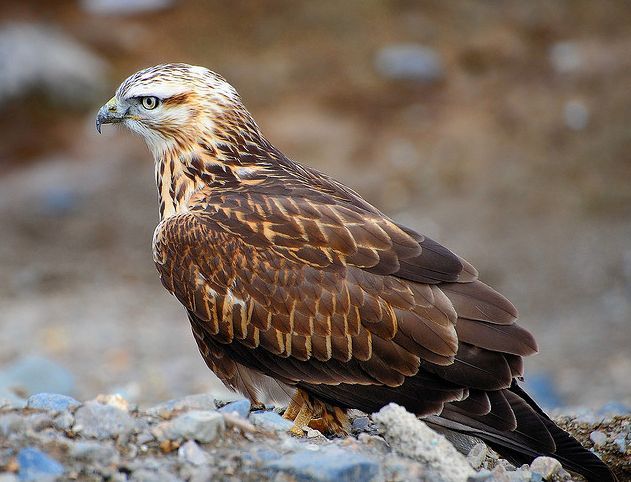 棕尾鵟(动物)_技点知识_技点网(动物)