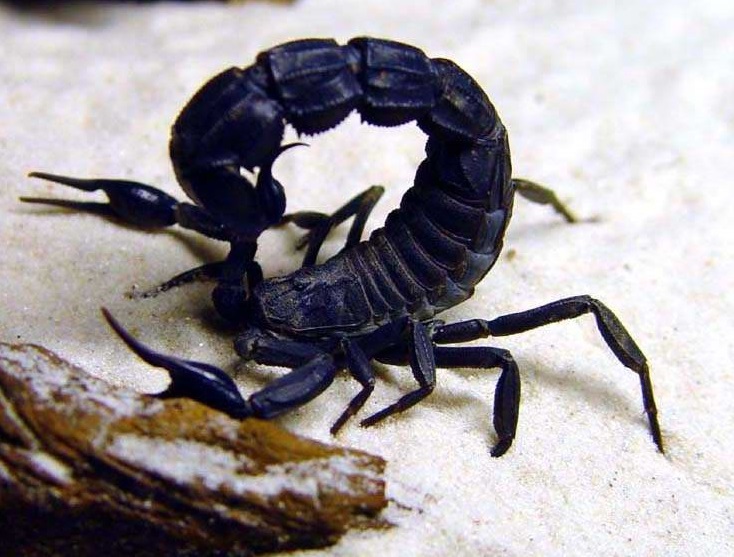 北非黑肥尾蝎 (动物)