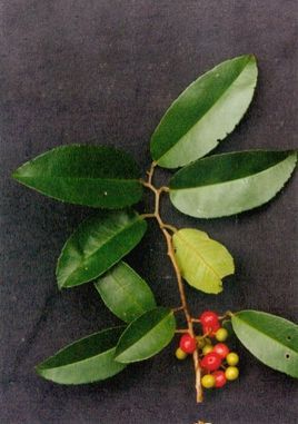 榕叶冬青(植物)_技点科普_技点网(植物)
