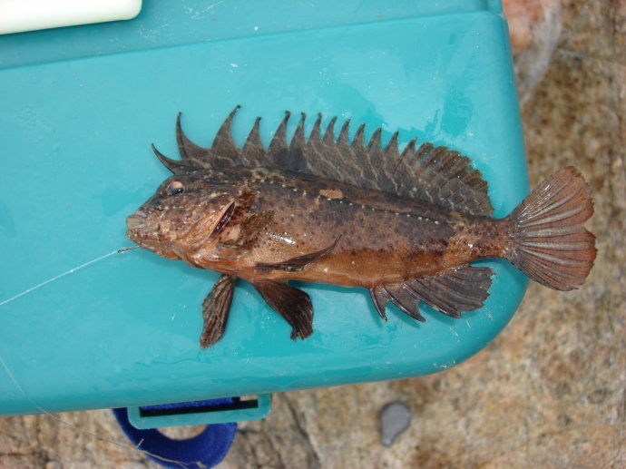 三棘带鲉鱼(其他生物相关)