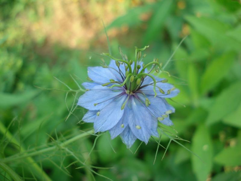 黑芥(植物)