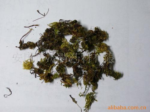 倒赤伞(中医学与中药学)