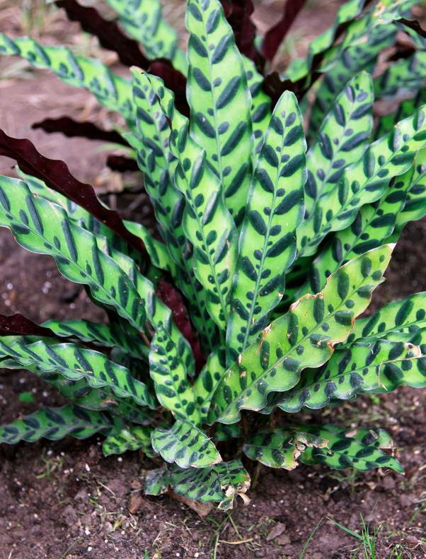 箭羽竹芋 (植物)