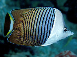 中白蝴蝶鱼 (动物)