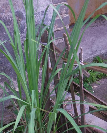 茅香 (植物)