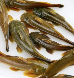 分布于长江上游各支流,金沙江水系,是我国特有的小型冷水性底层鱼类