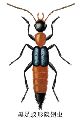 黑足蚁形隐翅虫 (其他生物相关)