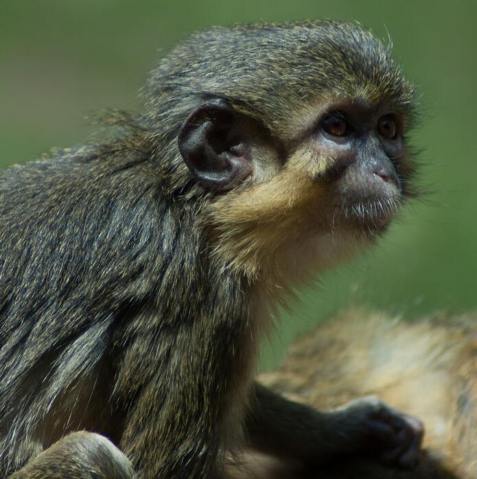 加蓬侏长尾猴 (动物)